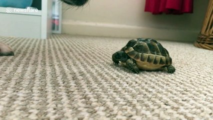 Feisty tortoise tries to bite dog, gets taught a lesson