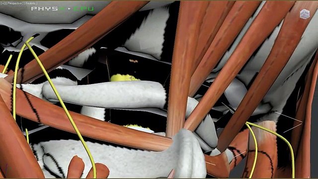 Headaches - Mechanical and Nutritional Causes of Headache Pain