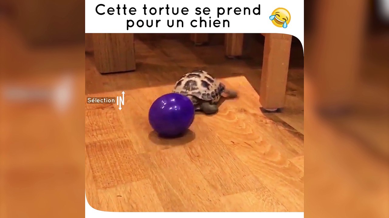 Cette tortue se prend pour un chien