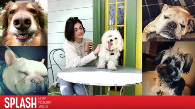 Adorable ! La journée nationale des chiots !