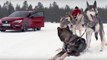 VÍDEO: 6 Huskies o los 300 CV del Seat León Cupra, ¿qué prefieres?