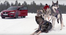 VÍDEO: 6 Huskies o los 300 CV del Seat León Cupra, ¿qué prefieres?