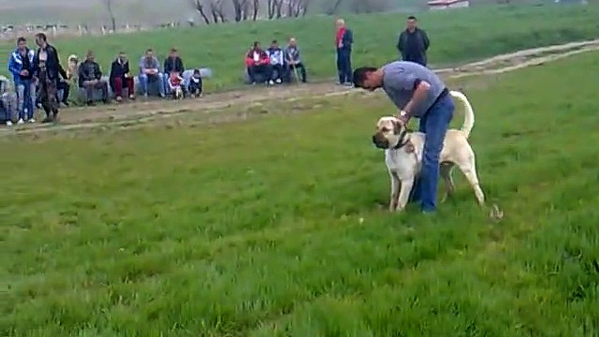 Kangal Video Dailymotion