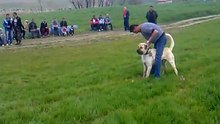 Kangal