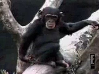 Funny clips-Animals - Monkey