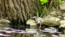 Heron swallows massive catfish