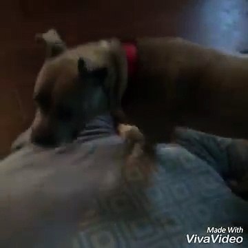 EL TOP 10 || TOP 10 PERROS SALVAJES ATACAN || Perros Salvajes vs Leopardos, Jabalíes, Cocodrilos, Búfalos