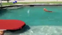 Découvrez ce parc aquatique réservé aux chiens !