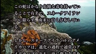 地球上で最も危険な無人島「スネークアイランド」【怖い動画・閲覧注意】 新感覚ゲームチャンネルベギラゴンズ→ https://www.youtube.com/user/begirag