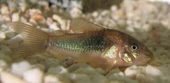 Bronze corydoras aquarium fish species profile. Watch video !!!