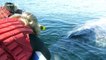 Lucky tourists get to 'pet' grey whale mother and calf