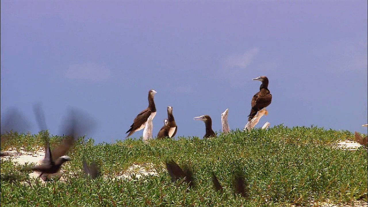 Wildlife.wmv