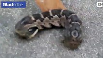 Creepy two-headed creature recoils when baffled woman pokes it _ Daily Mail Online