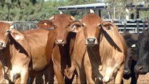 Australia bid to boost China beef exports amid Brazil row