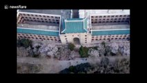 Beautiful aerial footage of cherry blossoms in Wuhan University