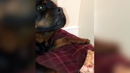 Ces deux chiens ont eu une discussion un peu délicate !