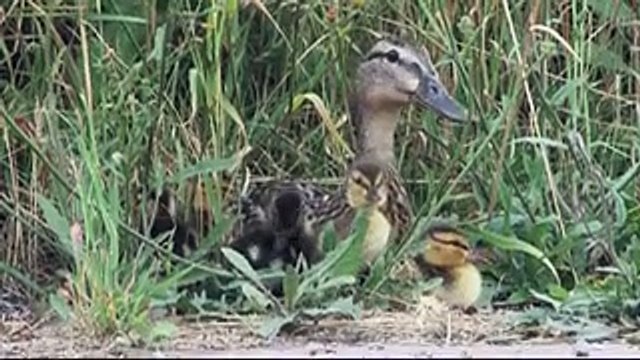 A MAE PATA ESPRANDO SEUS FILHOS SER SAVOS