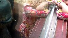 Fasciné par le ventre d’une femme enceinte, un orang-outan fait preuve d’une troublante tendresse !