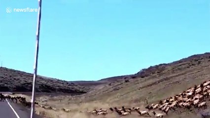 Hundreds of elks cross road in Washington state