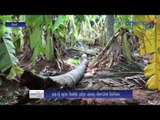 Banana trees damaged in heavy rain, wind in Theni