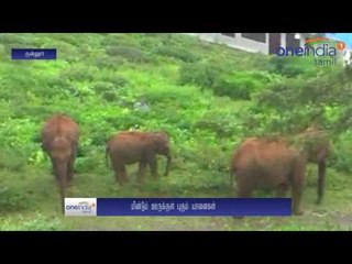 Coonoor: People panic of elephants again | மீண்டும் குன்னூருக்கு ‘டூர்’ வந்த காட்டுயானைகள்