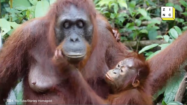 Palm Oil is Killing Off Our Orangutans