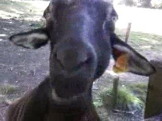 Biquette Ecomusée de savigny en véron