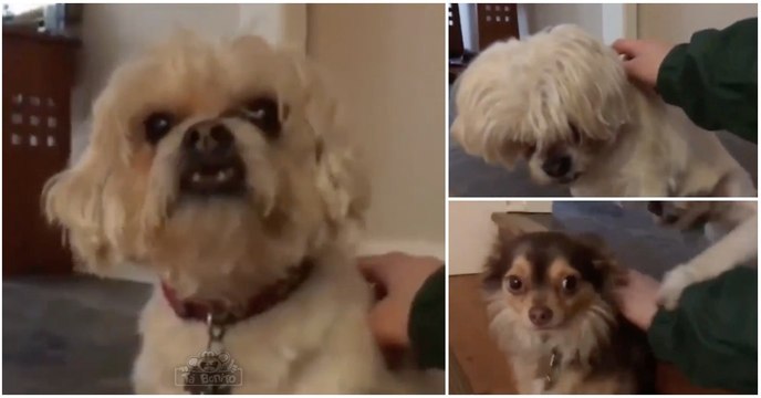 Apenas um cão que não gosta de partilhar a atenção do dono com mais ninguém...