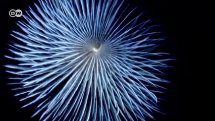 Sualtı fotoğraf festivalinin çarpıcı kareleri