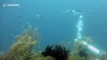 Diver has close encounter with giant manta ray