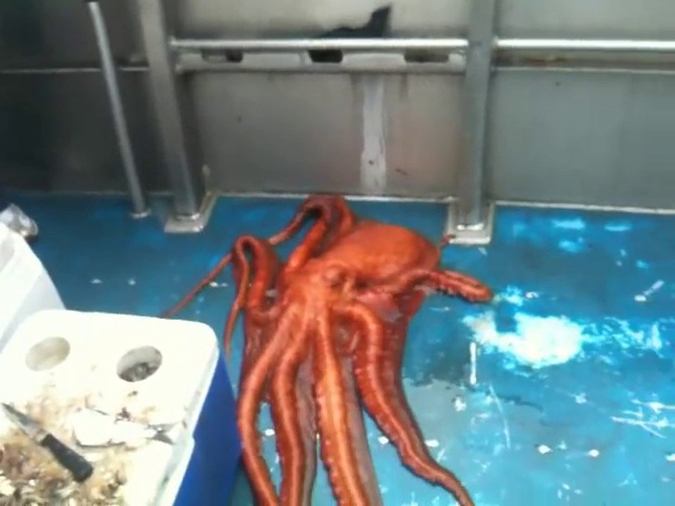 Cette pieuvre géante s'évade d'un bateau par une petite trappe