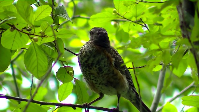 BOB MARLEY THREE LITTLE BIRDS