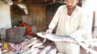 Shighari (Catfish) Fingers | Head Balloki Fish Tour