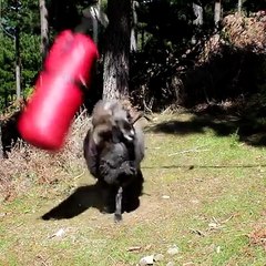 80 kiloluk boks çuvalının hazin sonu ..