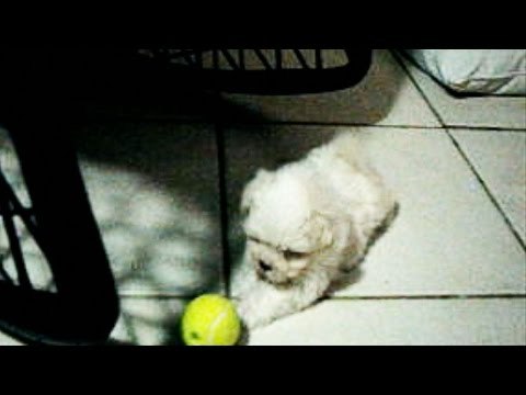 Tiny Maltese Puppy Not Sure What to Do With Ball