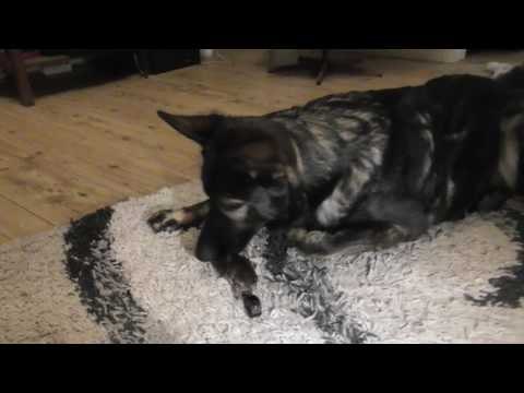 Gentle German Shepherd Guards Tiny Quail