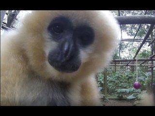 Curious Gibbons Attracted to the Camera