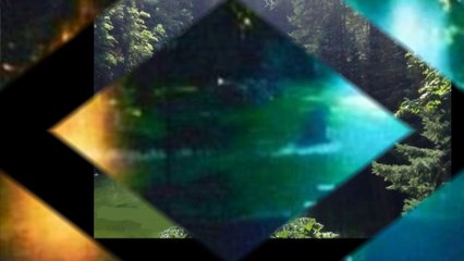 miracle angels in the forrest angeles milagrosos en el bosque