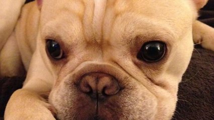Bullwinkle the French Bulldog loves his coffee