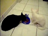 Whity blacky reuni autour d'un repas ^^