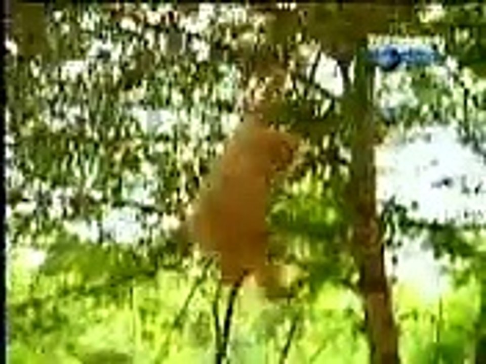 Funny Videos || Best Funny Fail Compilation || Funny Videos 2017