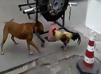 FUNNY ANIMAL FIGHT(DOG VS HEN)