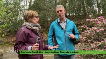 Folies Botaniques au Parc de la Gaudinière : les bulbes