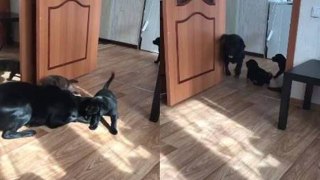 Labrador mom playing with her puppies