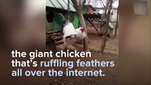 [HOLY SH*T] This giant chicken is ruffling feathers all over internet