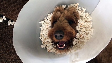 Popcorn Cone of Shame