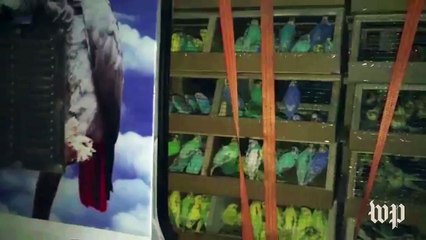 Adorable lion cub found in truck behind 2,000 parrots