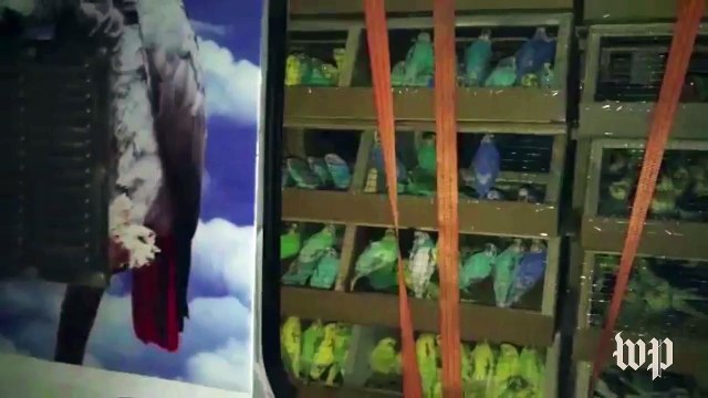 Adorable lion cub found in truck behind 2,000 parrots