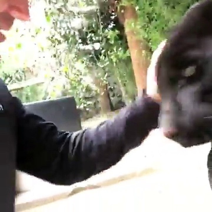 Big Cat ♥ - De estimação,loucura,locura.