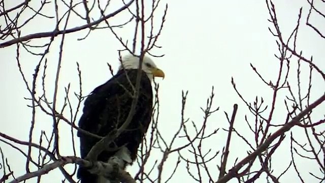2. Американская плешивый скоро птицы орел Орлов полный в в в в Любовь на Это отдыха экран дерево смотреть hd